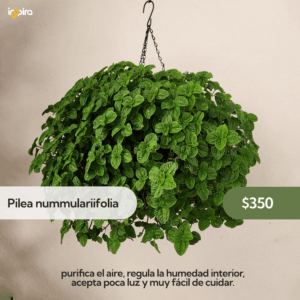Planta Hermosa