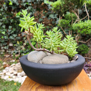 Terrario suculentas Bonsai